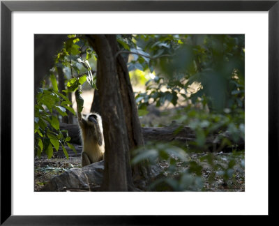 Grey Langur, Reaching Into Low Branches For Leaves, Madhya Pradesh, India by Elliott Neep Pricing Limited Edition Print image