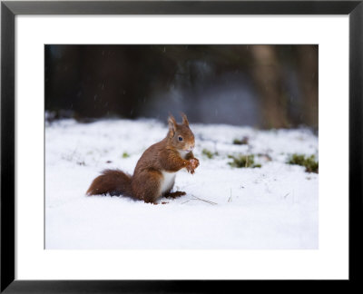 Red Squirrel, Sat In Snow, Lancashire, Uk by Elliott Neep Pricing Limited Edition Print image