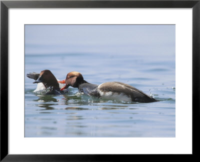 Red-Crested Pochard, Male Attacking A Common Pochard, Lake Geneva, Switzerland by Elliott Neep Pricing Limited Edition Print image