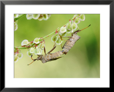 Brown Sheild Bugs, Mating On Common Sorrel Flowers, Middlesex, Uk by Elliott Neep Pricing Limited Edition Print image