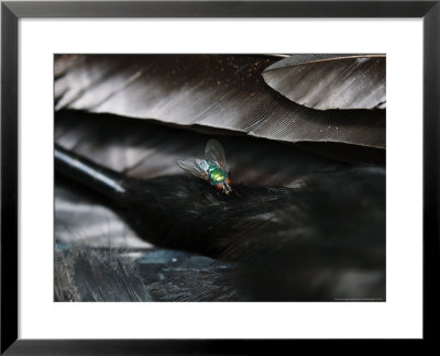 Green Bottle Fly On Carcass Of Dead Carrion Crow, London, Uk by Elliott Neep Pricing Limited Edition Print image