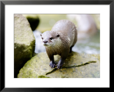 Asian Short Clawed Otter, Standing On A Rock, Earsham, Uk by Elliott Neep Pricing Limited Edition Print image