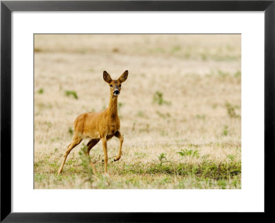 Roe Deer, Alarmed Adult Doe Stamping Ground, Uk by Elliott Neep Pricing Limited Edition Print image