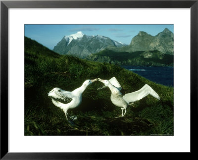 Wandering Albatross, Courtship Display, Antarctica by Ben Osborne Pricing Limited Edition Print image