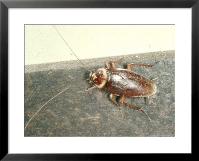 American Cockroach, Periplaneta Americana by Oxford Scientific Pricing Limited Edition Print image