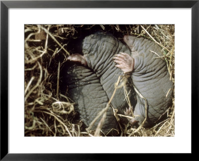 Moles, Young In Nest, Uk by Oxford Scientific Pricing Limited Edition Print image