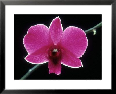 Mme Pompidour, Dendrobium Phalaenopsis by Oxford Scientific Pricing Limited Edition Print image