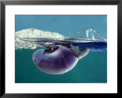 Bubble Raft Snail, Eating Jack Sail-By-Wind by Oxford Scientific Pricing Limited Edition Print image