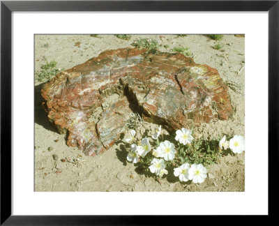 Evening Primrose, Petrified Forest National Park, Usa by Stan Osolinski Pricing Limited Edition Print image