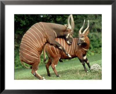 Bongo, Mating Attempt, Zoo Animal by Stan Osolinski Pricing Limited Edition Print image