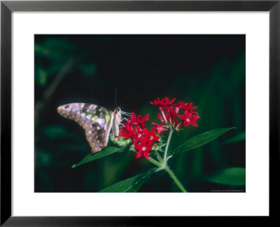 Tailed Jay, Feeding, Aviary Animal by Stan Osolinski Pricing Limited Edition Print image