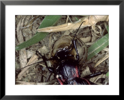 Ground Beetle, Eating Snail, Mallorca, Spain by O'toole Peter Pricing Limited Edition Print image