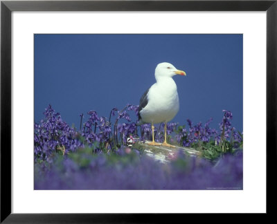 Lesser Black-Backed Gull, And Bluebells, Uk by Richard Packwood Pricing Limited Edition Print image