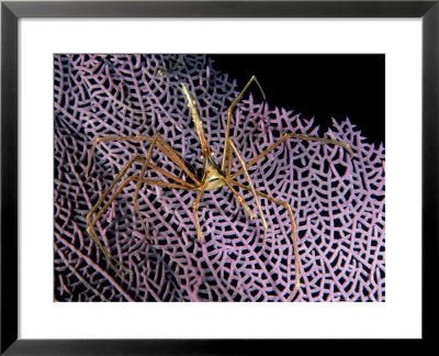 Arrow Crab, Bahamas by Tammy Peluso Pricing Limited Edition Print image