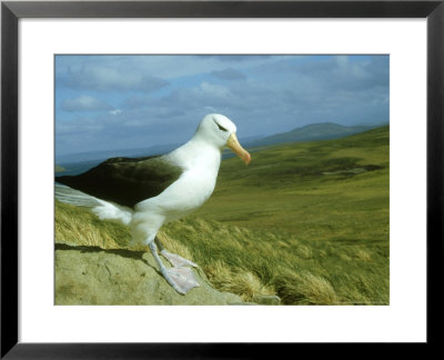 Black-Browed Albatross, Standing, Falklands by Manfred Pfefferle Pricing Limited Edition Print image