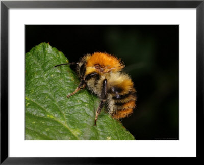 Common Carder Bee, Adult Worker, Peterborough, Uk by Keith Porter Pricing Limited Edition Print image