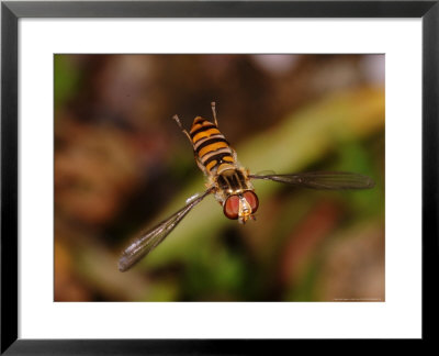 Hoverfly, Adult Flying, Cambridgeshire, Uk by Keith Porter Pricing Limited Edition Print image