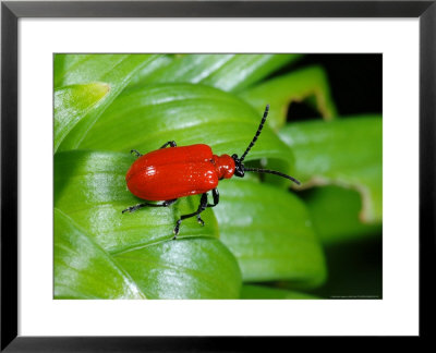Lily Beetle, Adult Basking, Cambridgeshire, Uk by Keith Porter Pricing Limited Edition Print image