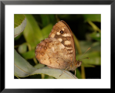 Speckled Wood Butterfly, Adult Showing Eye Spot After First Landing, Cambridgeshire, Uk by Keith Porter Pricing Limited Edition Print image