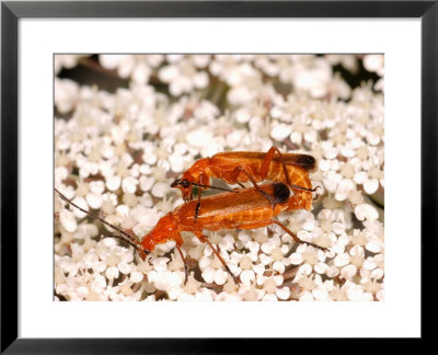 Hogweed Beetle, Mating, Uk by Keith Porter Pricing Limited Edition Print image