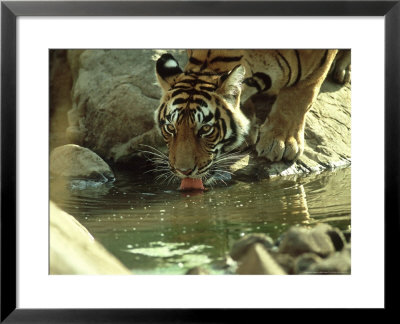 Bengal Tiger, Male Drinking, India by Mike Powles Pricing Limited Edition Print image