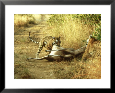 Bengal Tiger, Males Killing Sambar, India by Mike Powles Pricing Limited Edition Print image