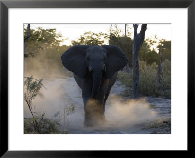 African Elephant, Male Threat Display, Botswana by Mike Powles Pricing Limited Edition Print image