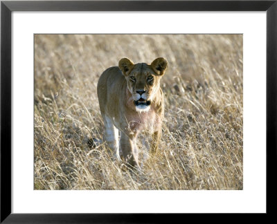 Lion, Female Staring At Camera, Kenya by Mike Powles Pricing Limited Edition Print image