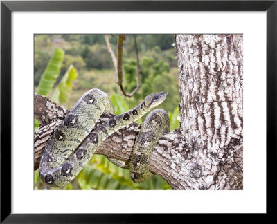 Madagascar Tree Boa In Tree, Madagsacar by Mike Powles Pricing Limited Edition Print image