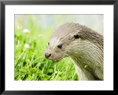 Otter Adult Portrait, Uk by Mike Powles Pricing Limited Edition Print image