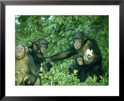 Chimpanzees, Pan Troglodytes by Richard Smithers Pricing Limited Edition Print image