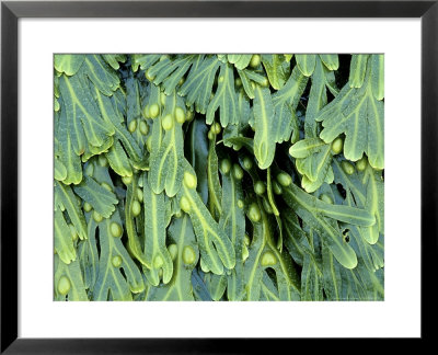Bladder Wrack, Orkney by Iain Sarjeant Pricing Limited Edition Print image