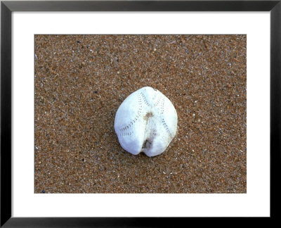 Sea Potato, Skeleton, Scotland by Iain Sarjeant Pricing Limited Edition Print image