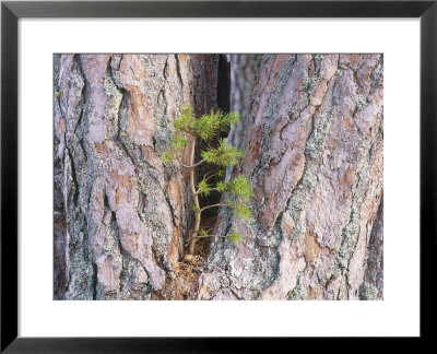 Scots Pine, Pinus Sylvestris, Rothiemurchus by Iain Sarjeant Pricing Limited Edition Print image