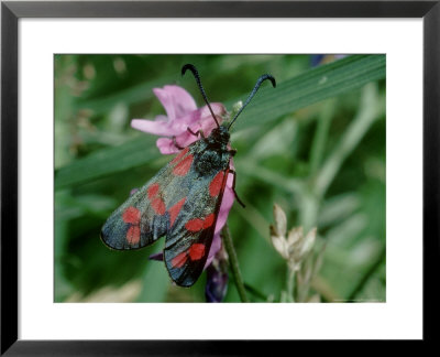 Six-Spot Burnet Moth, Zygaena Filipendulae by Alastair Shay Pricing Limited Edition Print image