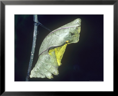 Common Birdwing Butterfly, Pupa by Alastair Shay Pricing Limited Edition Print image