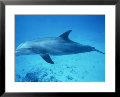 Bottlenose Dolphin, Tursiops Truncatus Turks And Caicos by Gerard Soury Pricing Limited Edition Print image