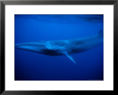 Sei Whale, Swimming, Azores, Portugal by Gerard Soury Pricing Limited Edition Print image