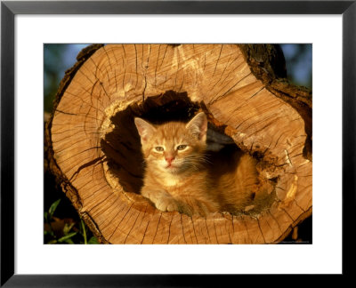 Domestic Cat by Wolfgang Lummer Pricing Limited Edition Print image