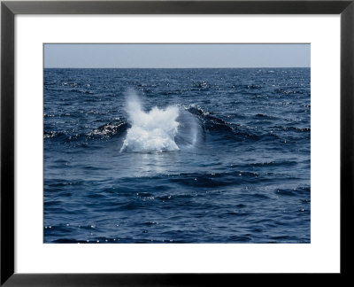 Blue Whale, Surfacing, Azores, Portu by Gerard Soury Pricing Limited Edition Print image