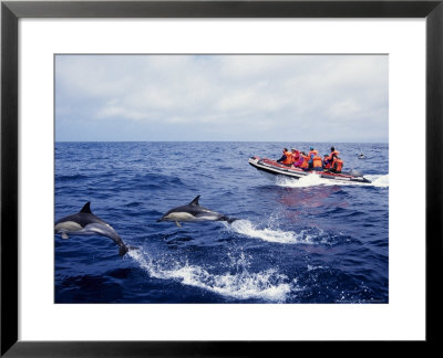 Short-Beaked Common Dolphins, Porpoising Azores, Port by Gerard Soury Pricing Limited Edition Print image