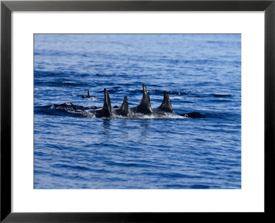 Rissos Dolphin, Porpoising, Azores, Portugal by Gerard Soury Pricing Limited Edition Print image
