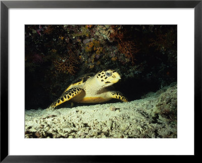 Hawksbill Turtle, Underwater, Maldives by Gerard Soury Pricing Limited Edition Print image