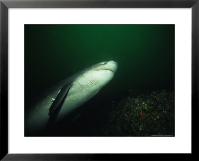Sixgill Shark, Swimming, Bc, Canada by Gerard Soury Pricing Limited Edition Print image