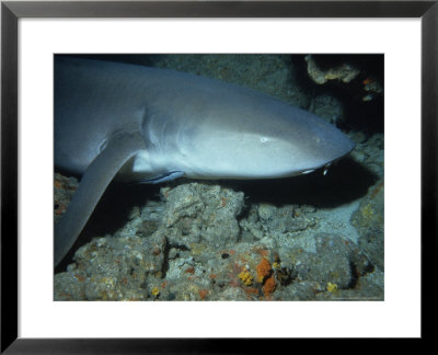 Tawny Shark, With Remora, Indonesia by Gerard Soury Pricing Limited Edition Print image