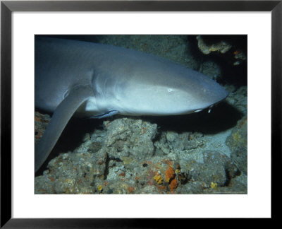 Tawny Shark, With Remora, Indonesia by Gerard Soury Pricing Limited Edition Print image