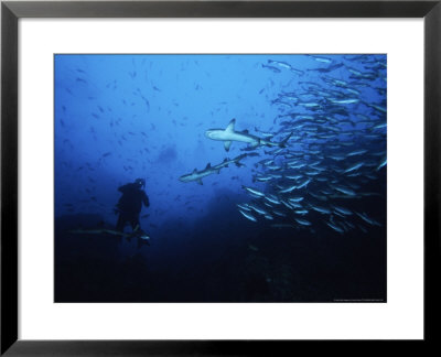 Whitetip Reef Sharks, Hunting With Diver, C.Rica by Gerard Soury Pricing Limited Edition Print image