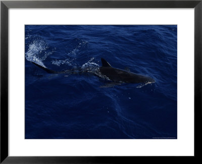 Grey Reef Shark At Surface, Red Sea by Gerard Soury Pricing Limited Edition Print image