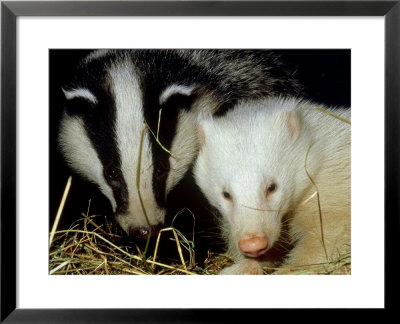 Badger, Erythristic And Normal, Uk by Les Stocker Pricing Limited Edition Print image