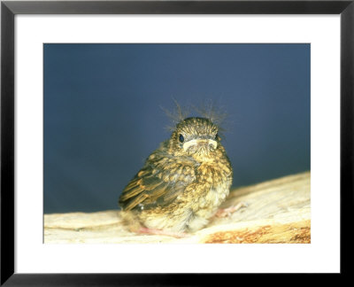 Robin, Young, Uk by Les Stocker Pricing Limited Edition Print image